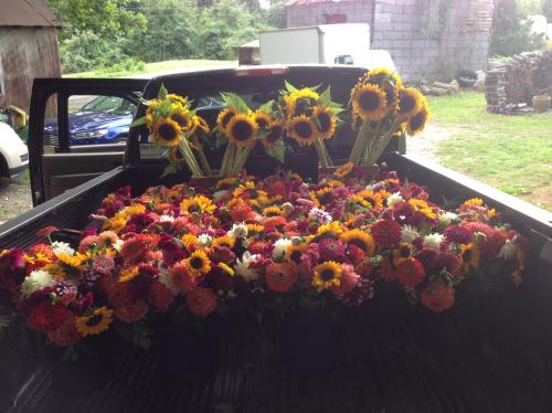 Cut flowers and sunflowers in pickup truck bed.